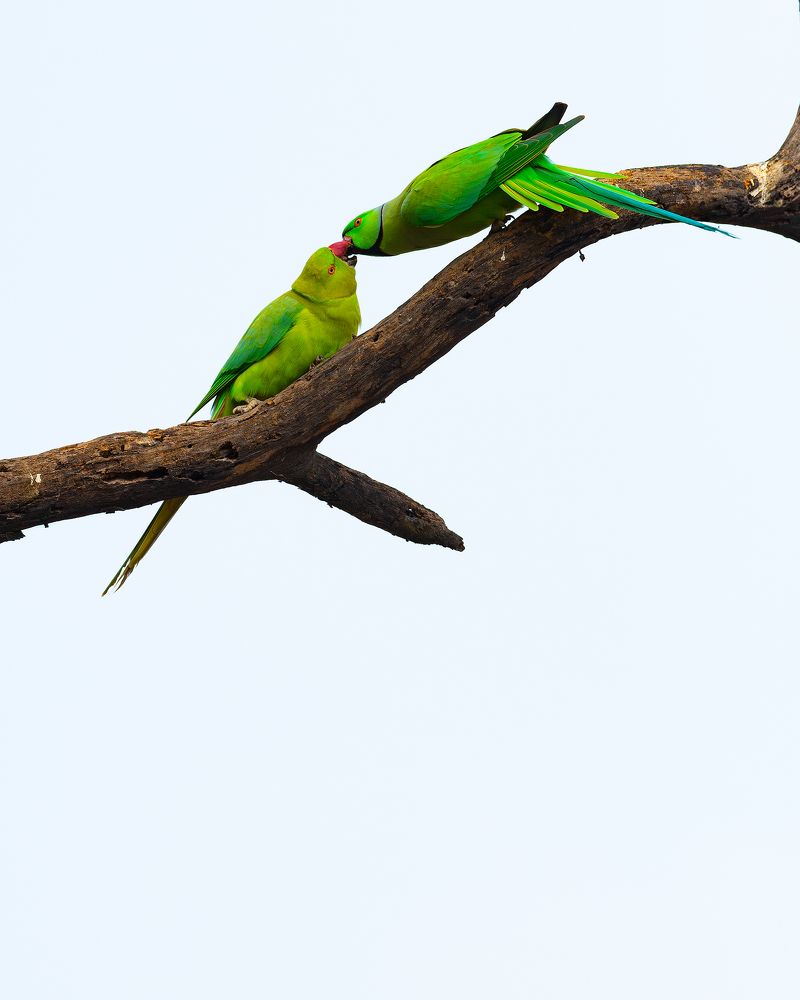 Фотография автора Mainak Halder