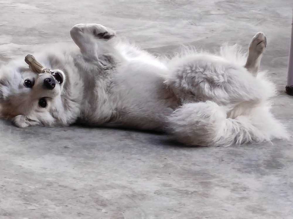 Фотография автора Santanu Dasgupta