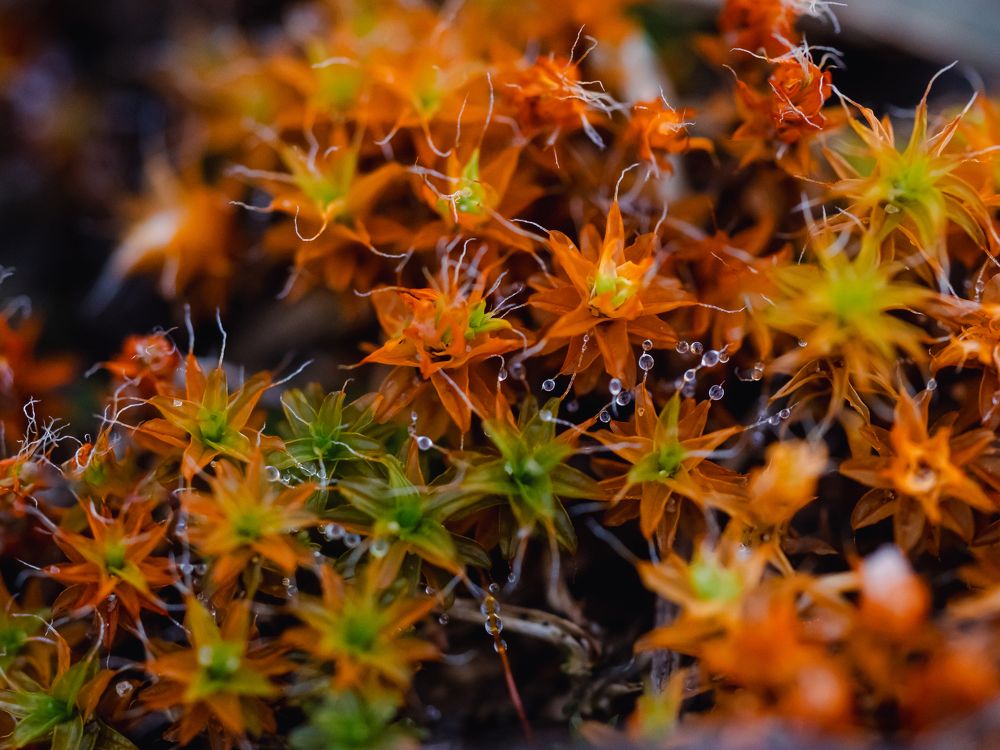 Photograph by Протченко Ирина