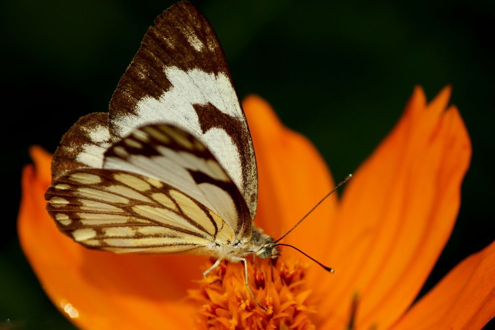 Фотография автора Ankur Kundu