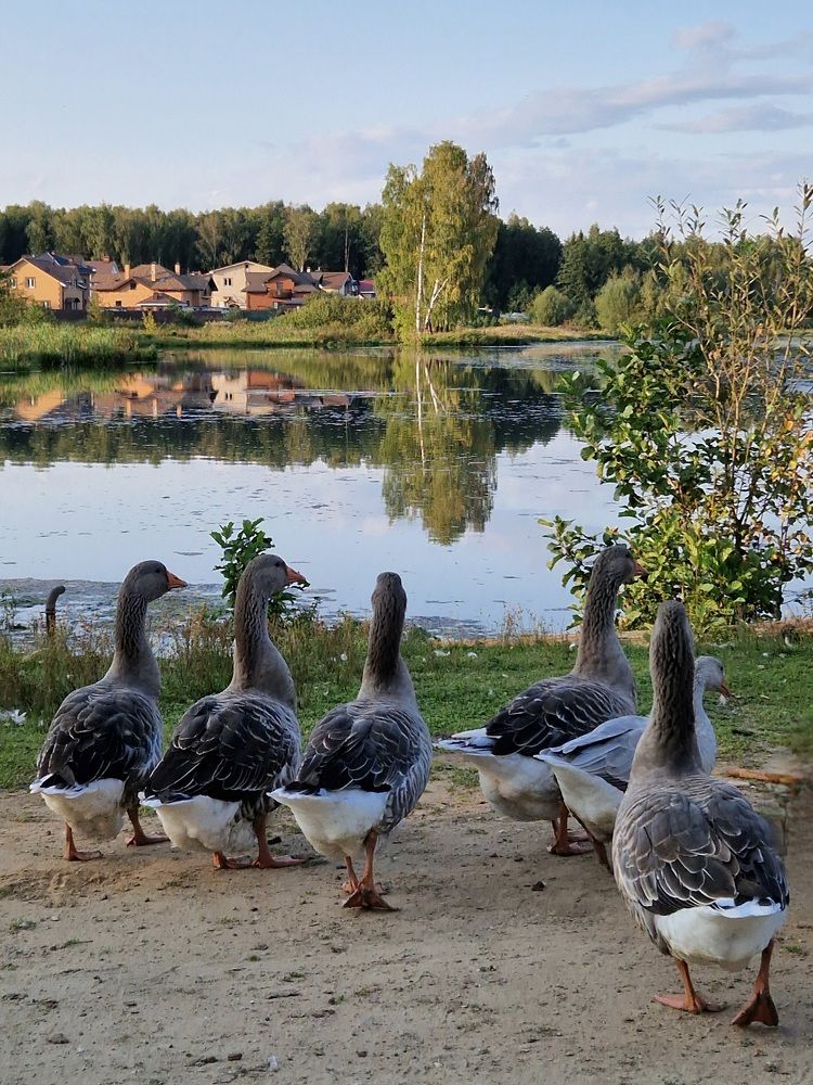 Photograph by Лариса Бурова