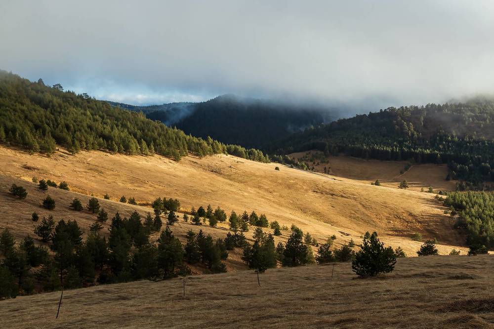 Misty day on Chigota hill | Туманный день на холме Чигота. 2024