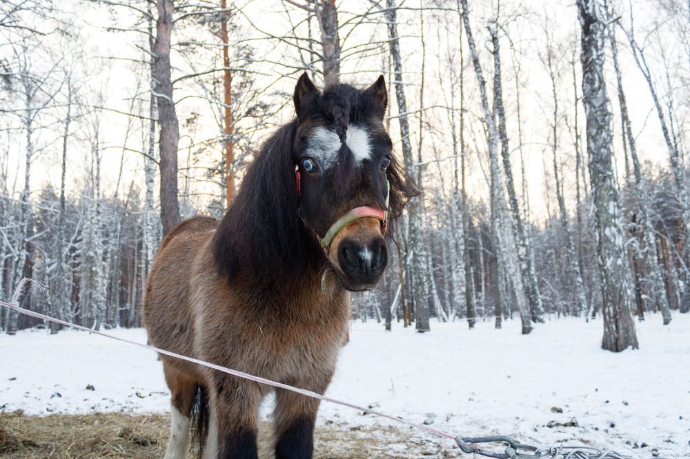 Фотография автора Алена Скокова