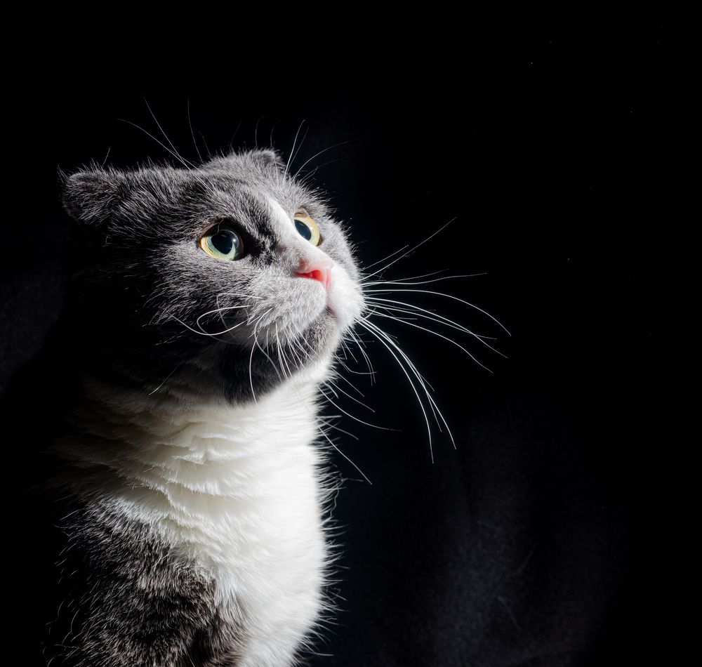 Фотография автора Виталий Гавронский