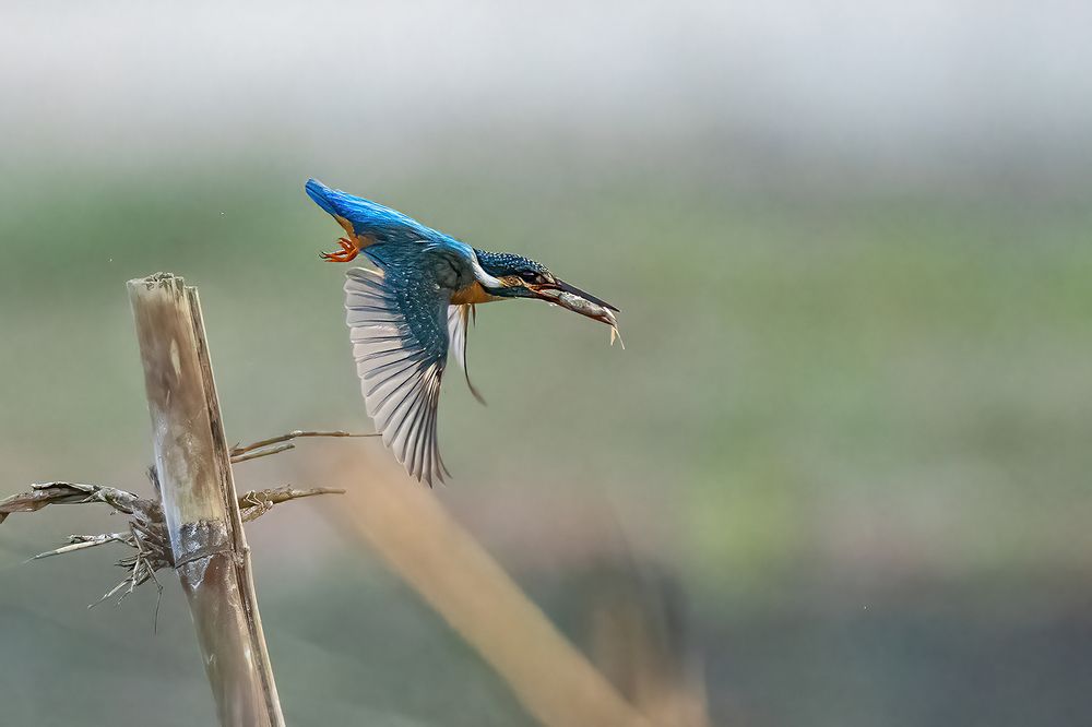 Photograph by Ashoke Shil