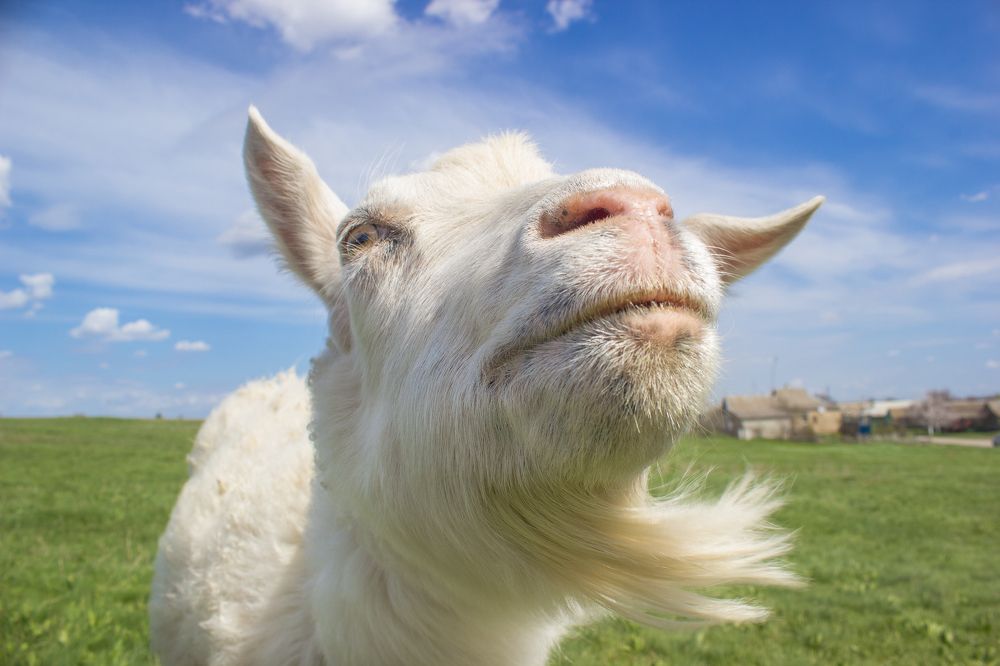 Photograph by Дина Горбачёва