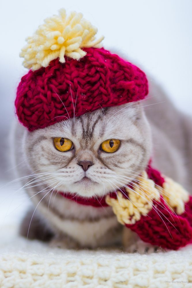 Photograph by Дина Горбачёва