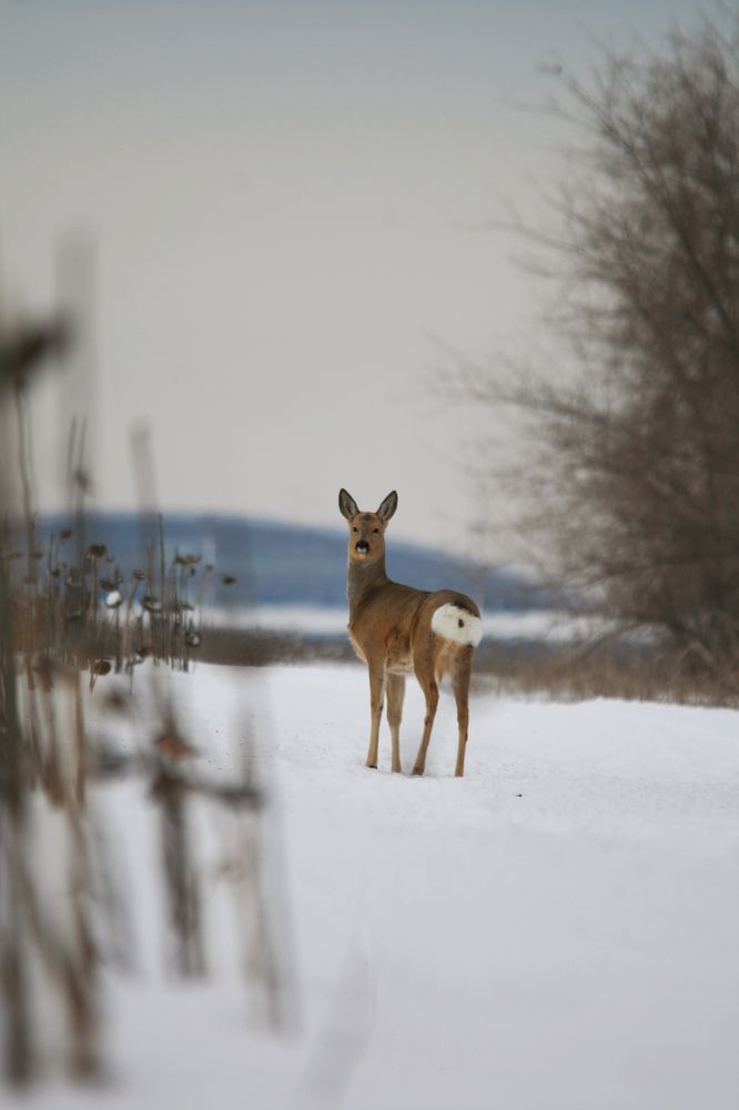 Фотография автора Татьяна Шебаршенко