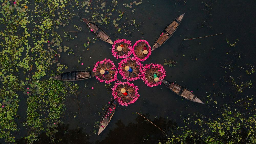 Water lilies harvesting