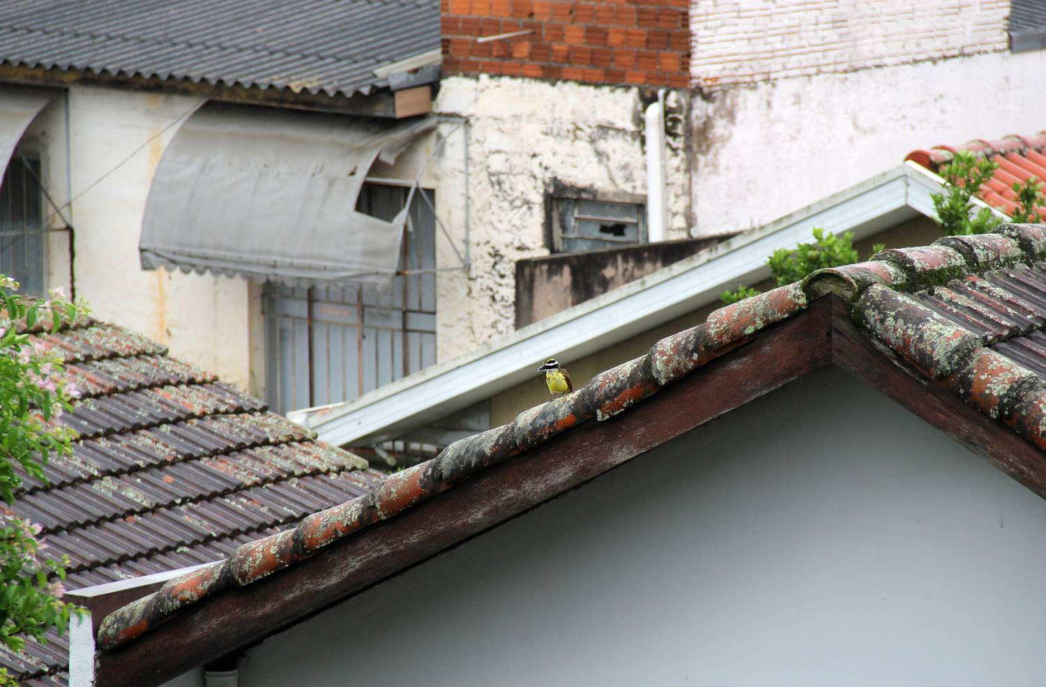 Photo #10298315