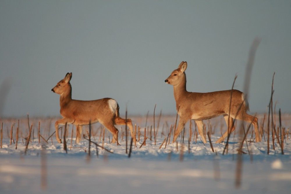 Фотография автора Татьяна Шебаршенко