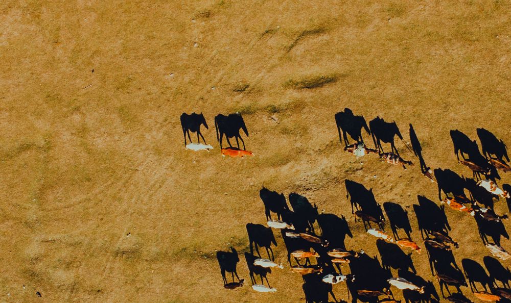 Photograph by Merabi Eminashvili