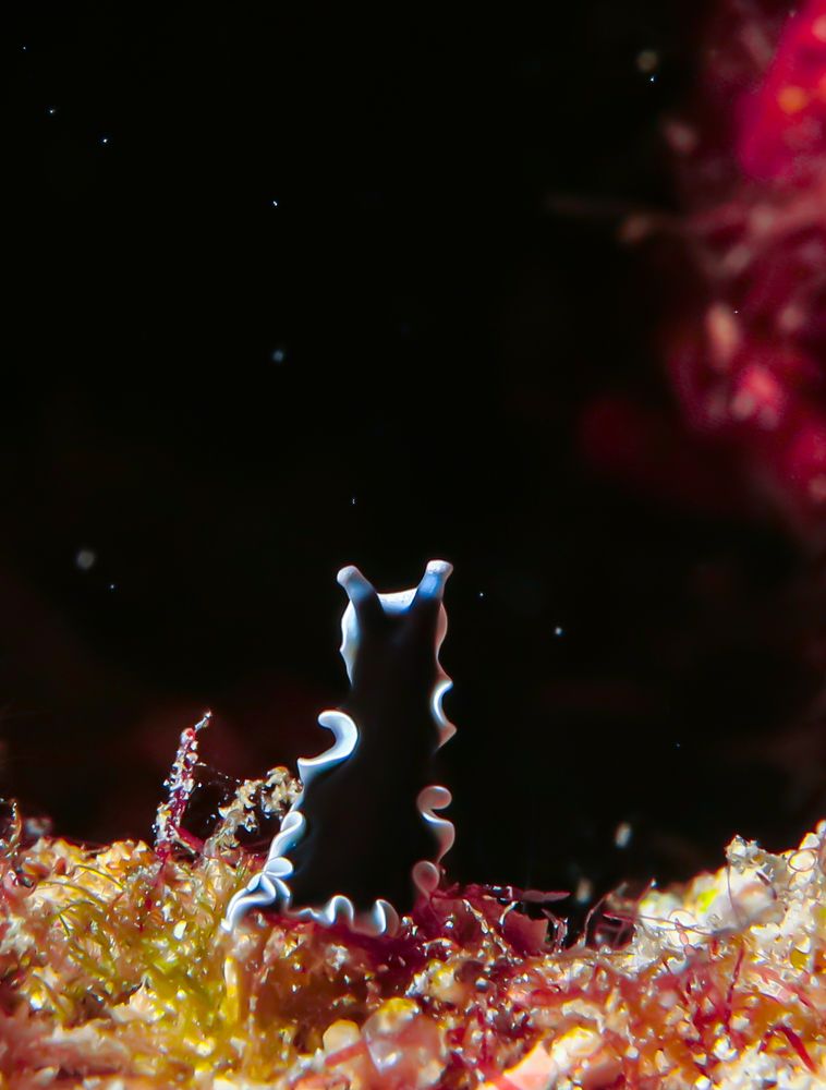 Всматриваясь в подводное звездное небо...