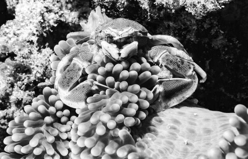 Хозяин анемона