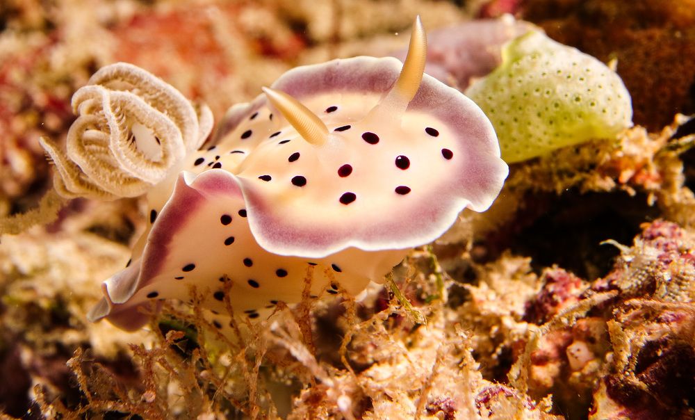 малиновый хромодорис