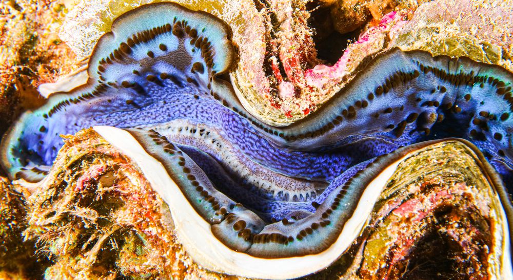 буйство цвета