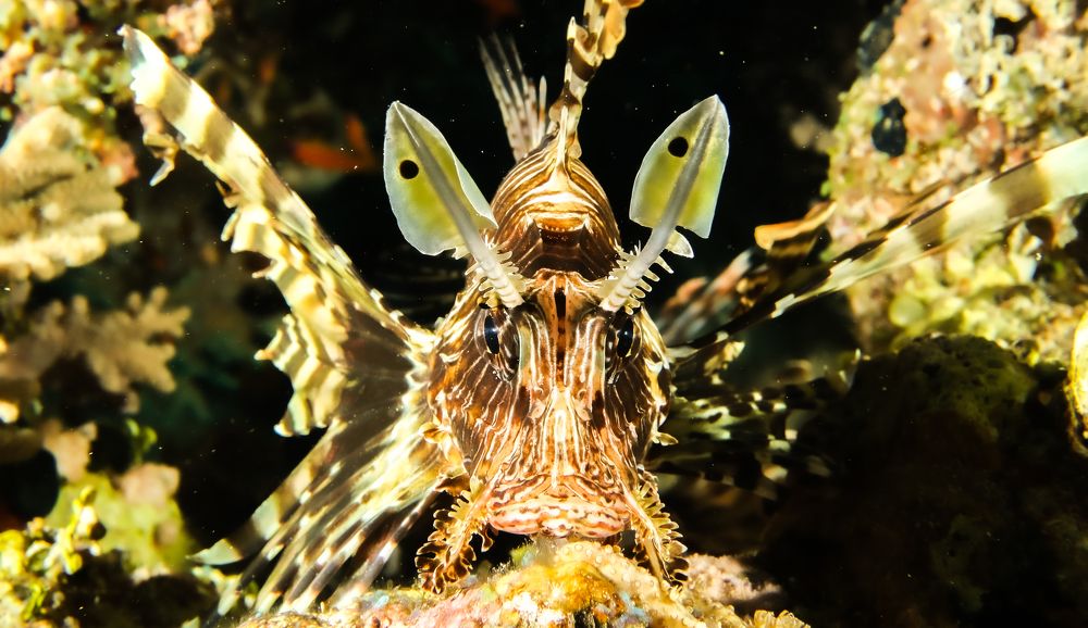 Воинственный рыб