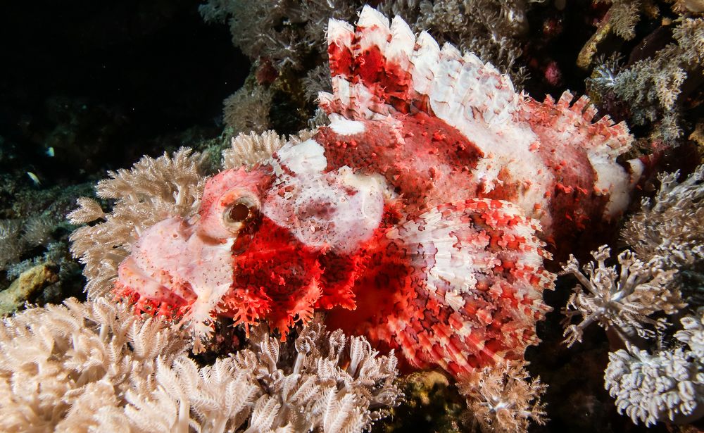 Красное и белое