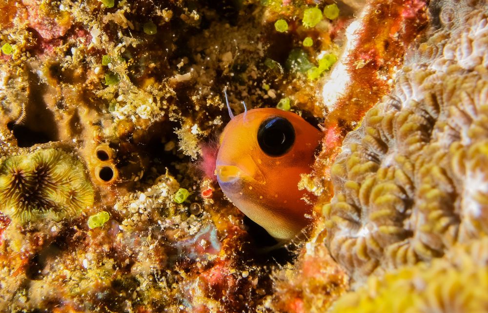 Двойник Мантис из Стражей галактики