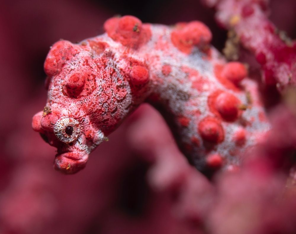 Pygmy Seahorse Profile