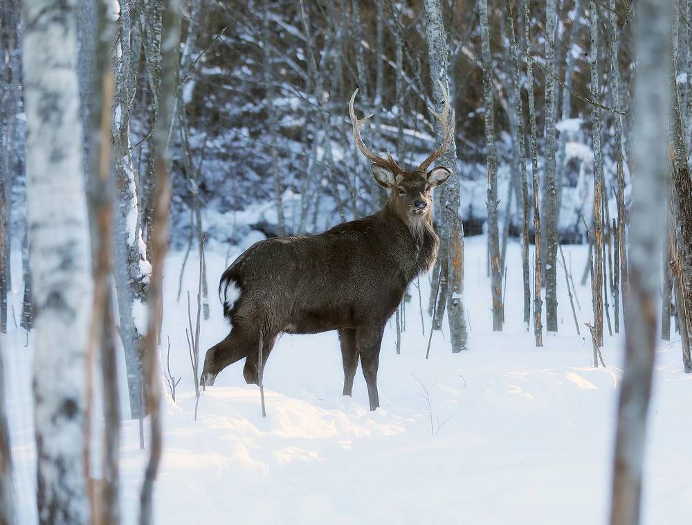 Photograph by Андрей Автухов