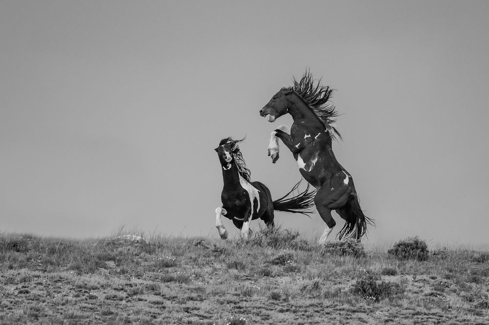 Photograph by Tony Douzenis