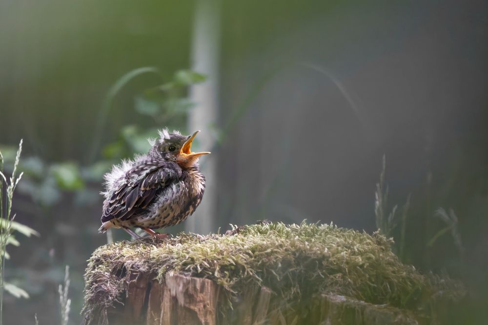 Photograph by Florian Wild