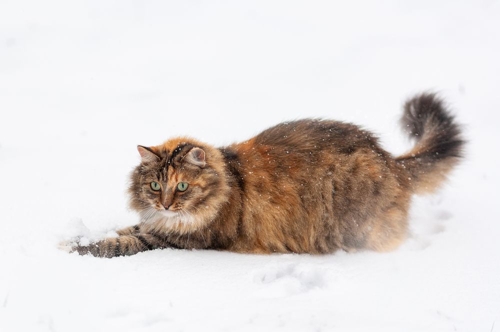 Фотография автора Ольга Ткаченко