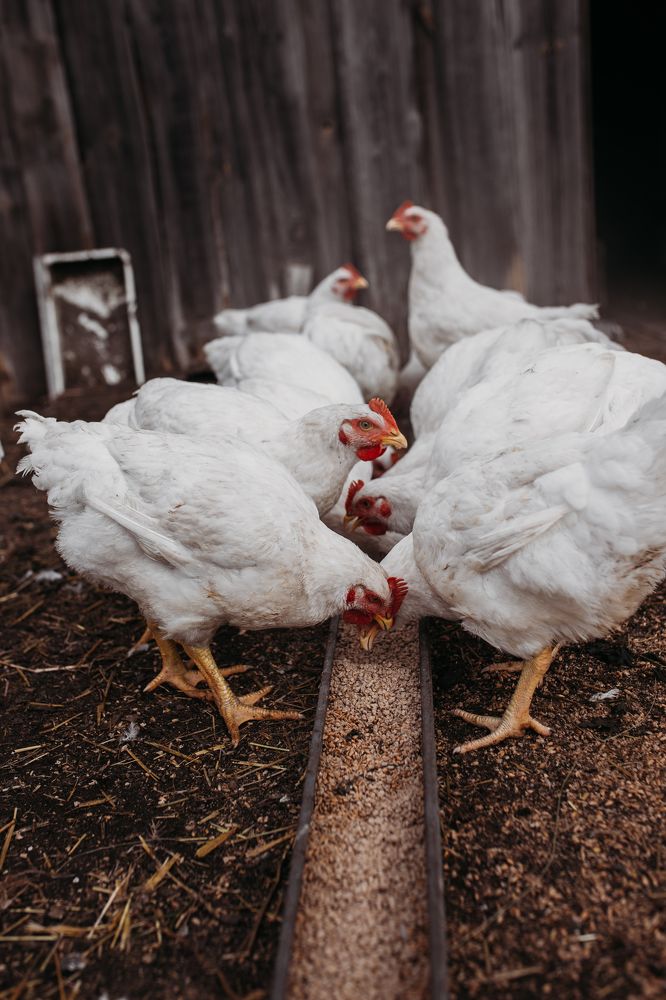 Photograph by Грасмик Екатерина