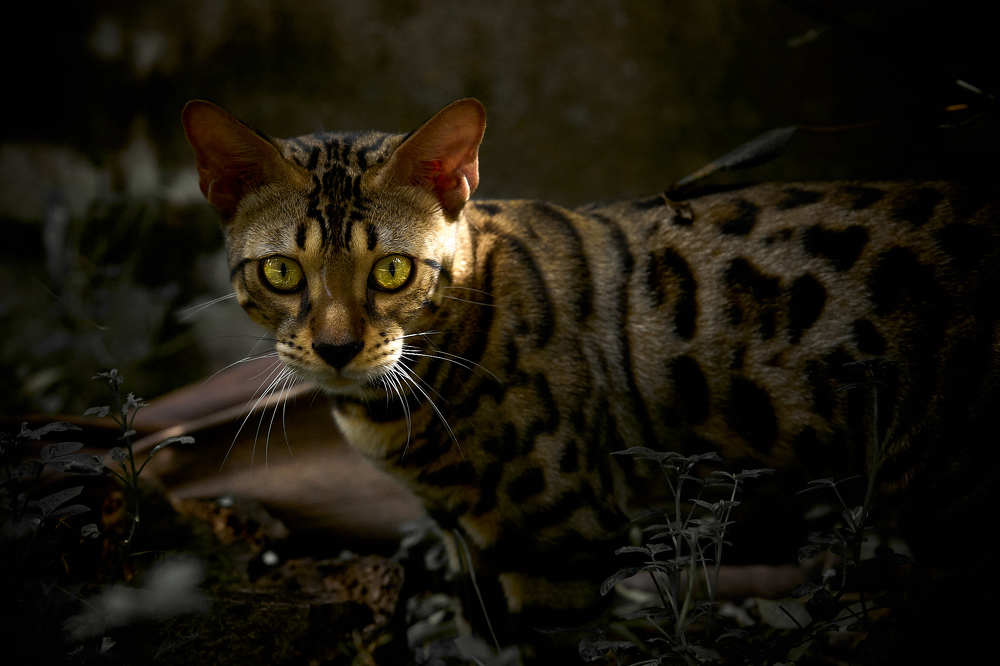 Photograph by Nguyen Dinh