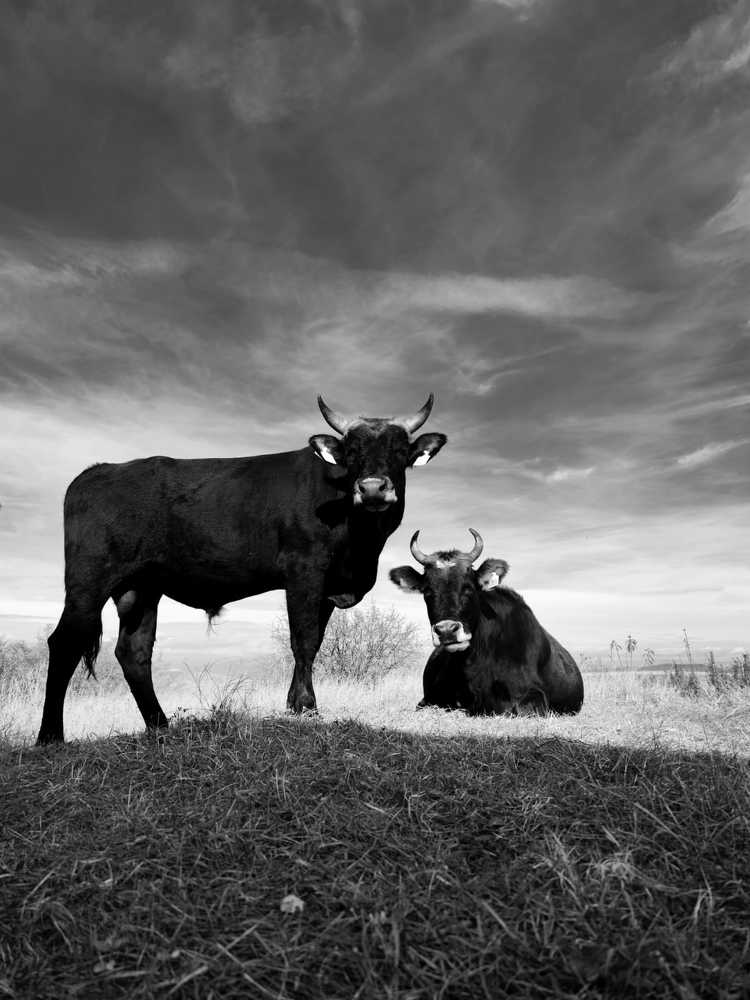 Photograph by Алена Данелия
