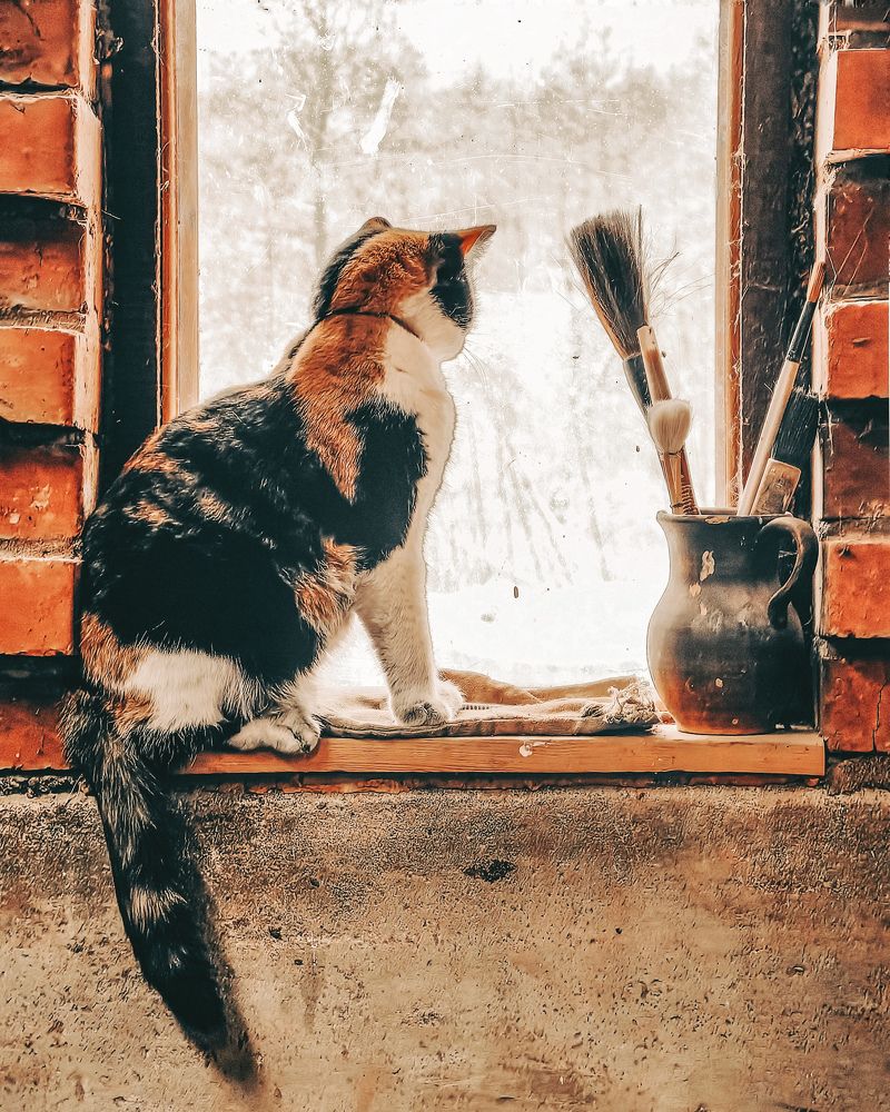 Фотография автора Елена Маслова