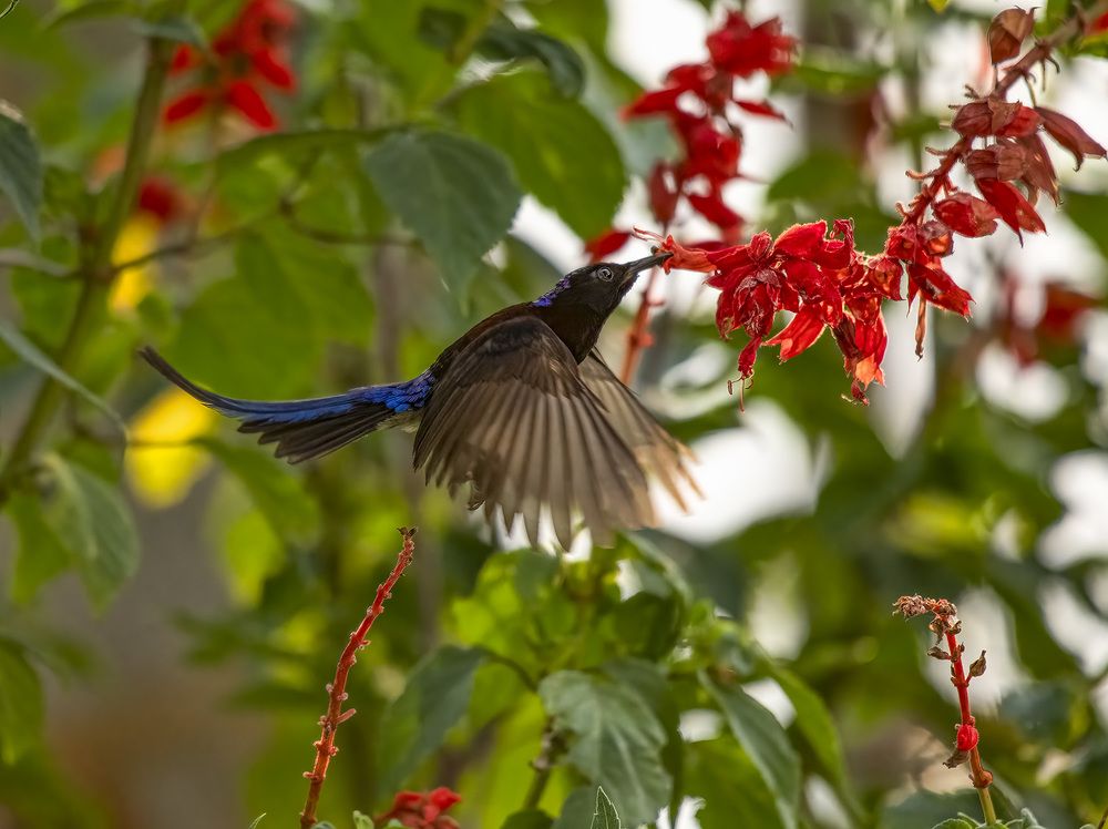 BLACK THROATED SUNBIRD