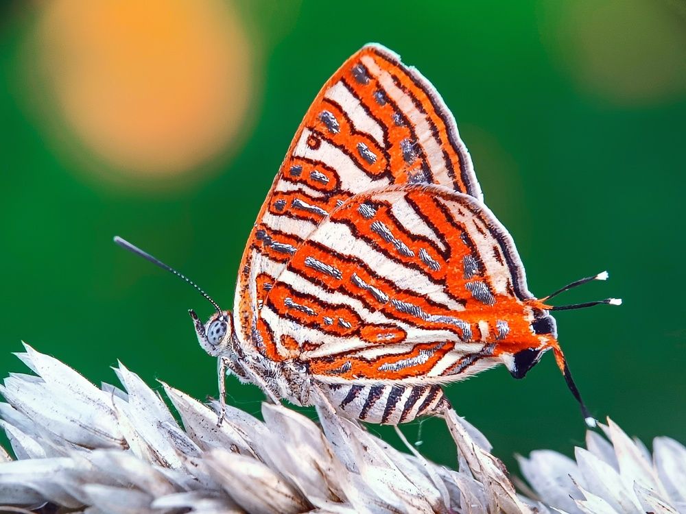 Photograph by SAIKAT PAL