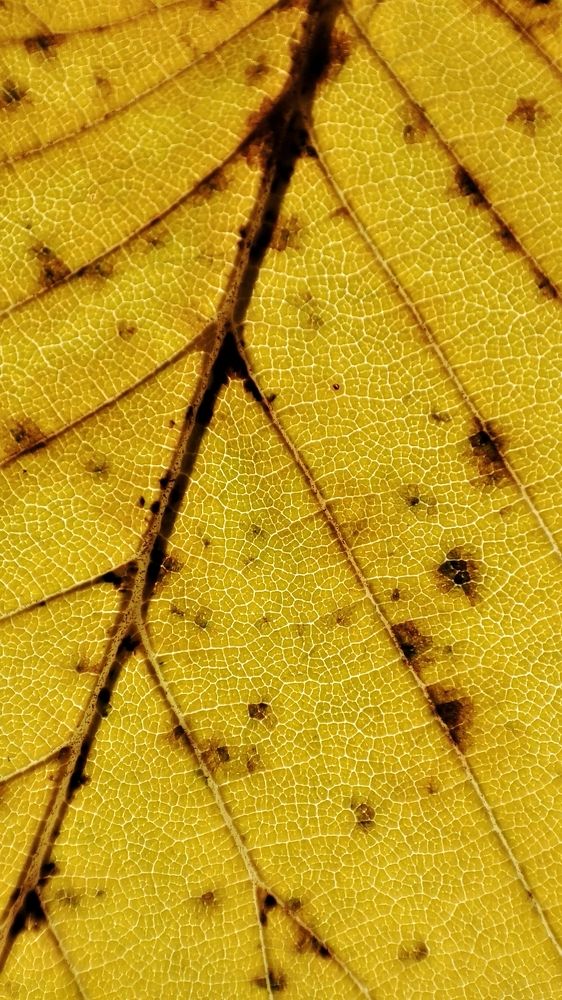 Photograph by Оксана Сандимирова