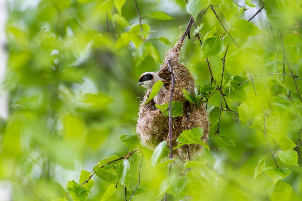ремез (Remiz pendulinus)