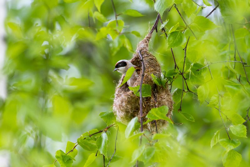 Igor Tseskidov, Estonia