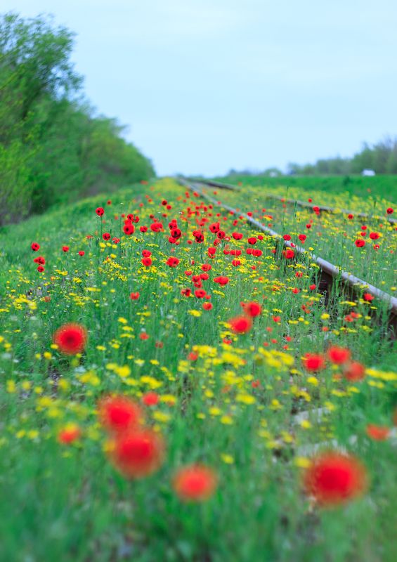 Vladimir Silkin, Russia
