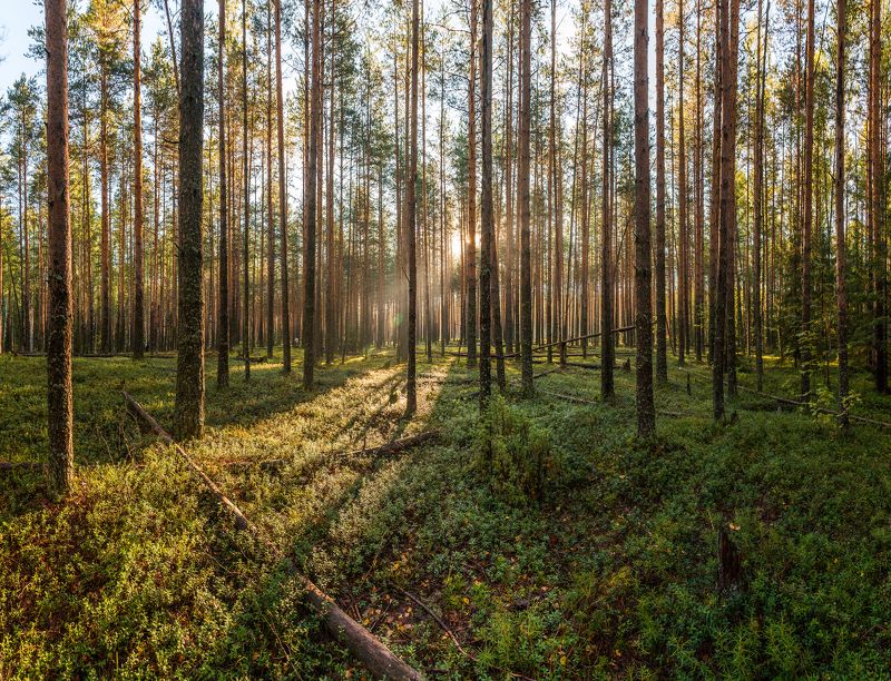 Sergey Panagushin, Russia