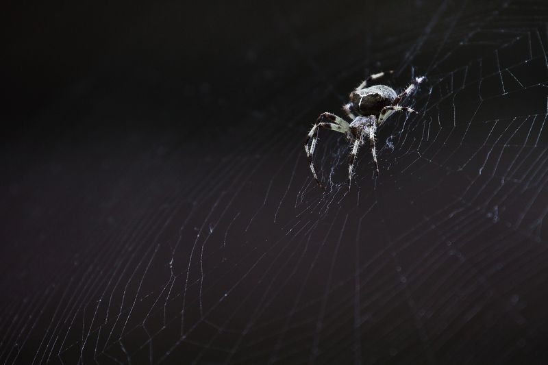 Зафар Ядгаров, Kyrgyzstan (Kyrgyzstan)
