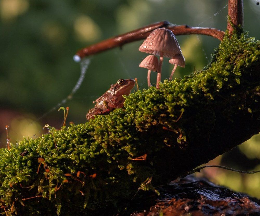 Портрет с грибами