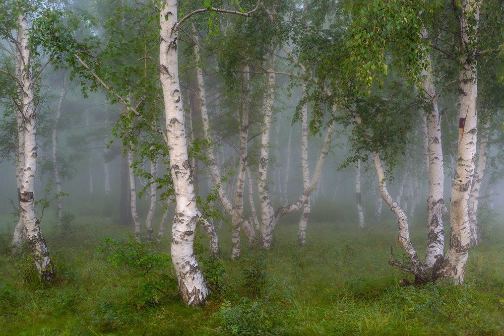 Утро в березовом лесу