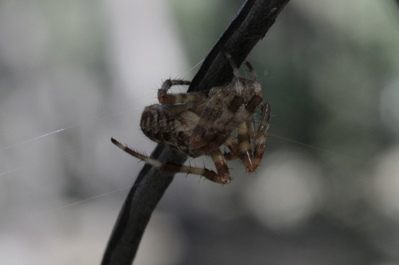 Рейегар Таргариен, Kazakhstan