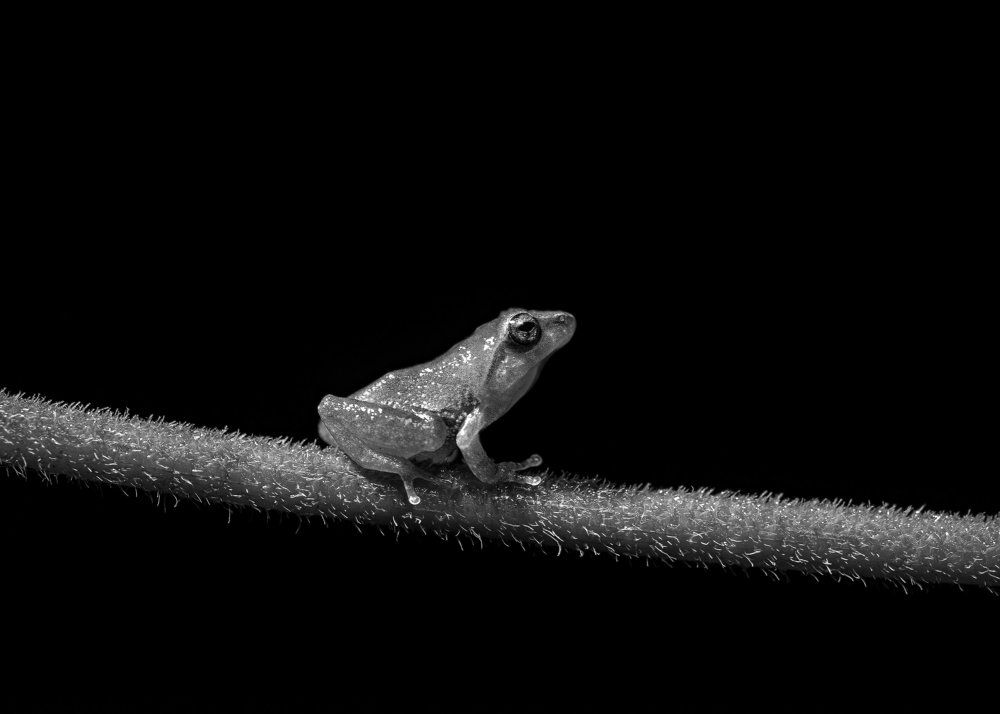 LIGHT WILL GUIDE YOU HOME