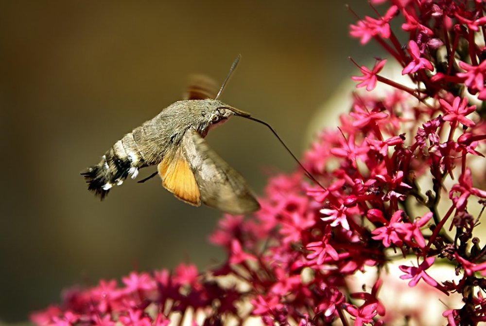 Дозаправка в воздухе