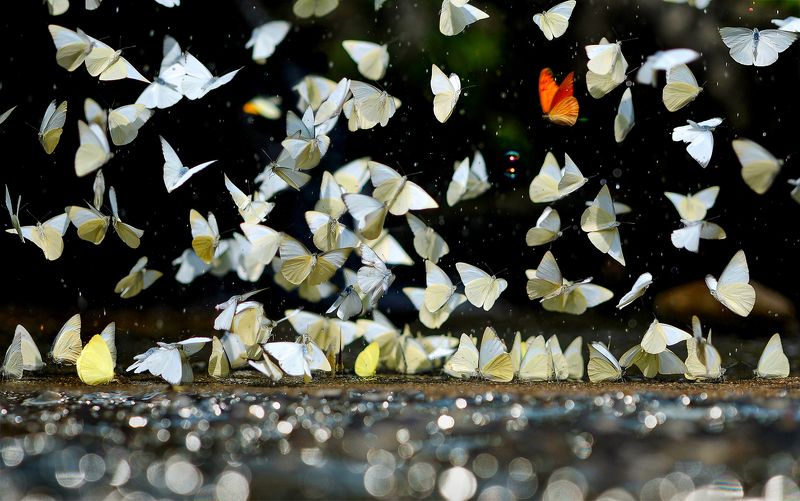 Trinh Thu Nguyet, Vietnam