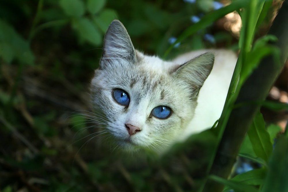 Синеглазка