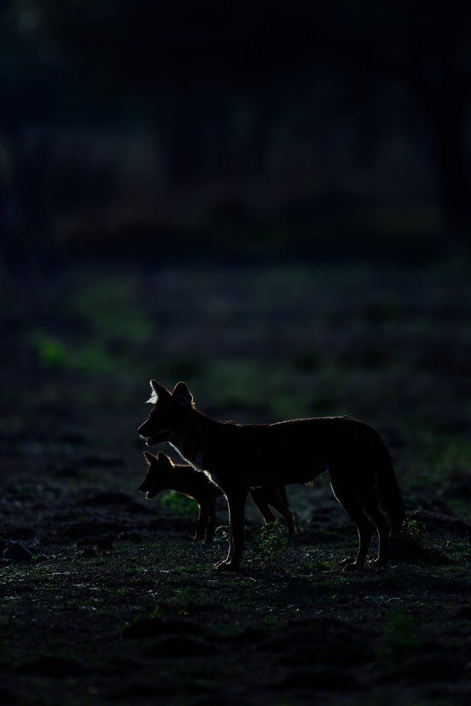 Like Father like Son