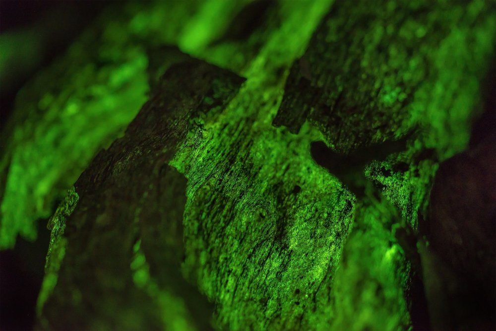 Bioluminescenct Fungi