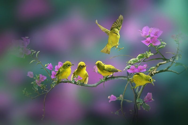 Muhammad Idrus Arsyad, Indonesia